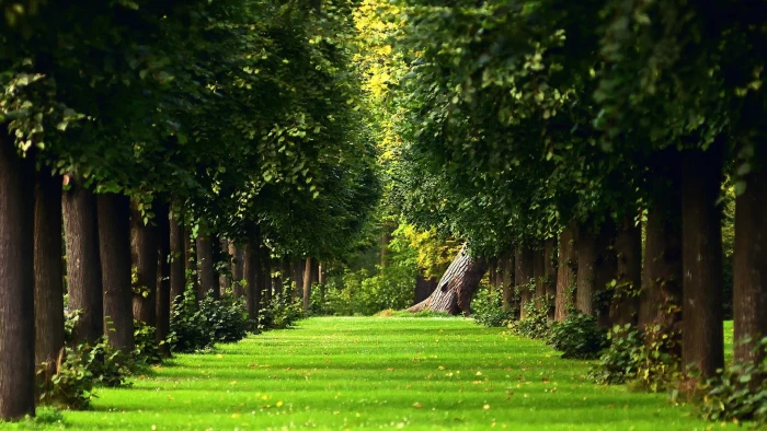 green leaf trees during daytime nature grass landscape 2k
