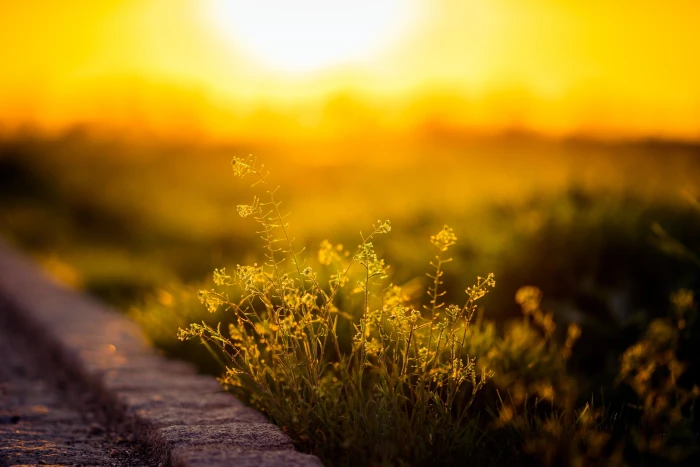 green leafed plant sunlight plants depth of field flowers 2k
