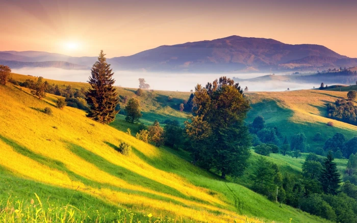 nature screen backgrounds scenics plant 2k