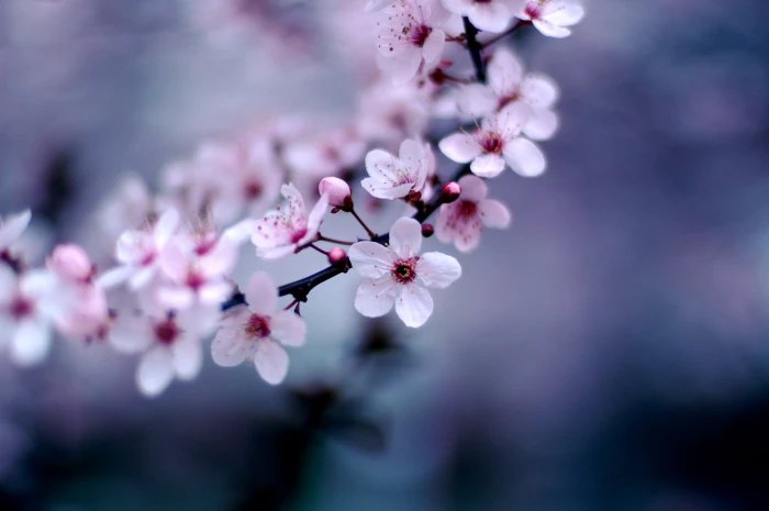 selective focus photography white 5 petaled flower Cherry Blossoms 2k