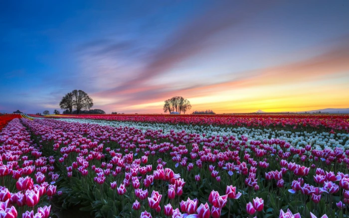 Tulips flower field evening sunset colorful scenery red and white tulips 2k