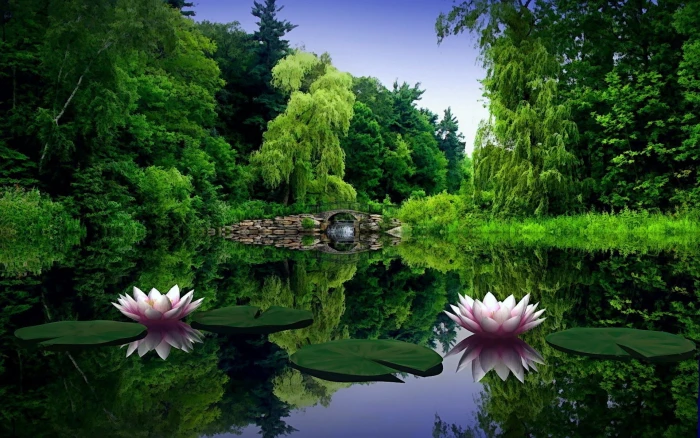 two pink bloomed flowers water lilies leaves pond bridge 2k