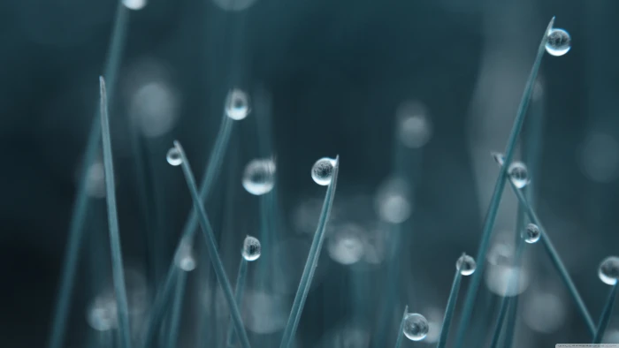 bokeh dew drops grass Water 2k 4k