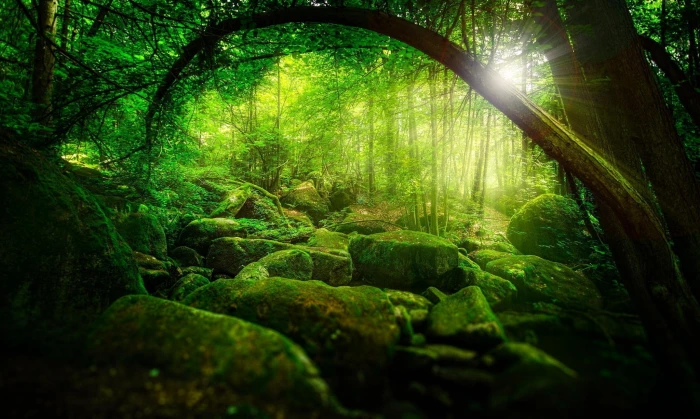 forest and trees wallpaper nature green sun rays sunlight 2k