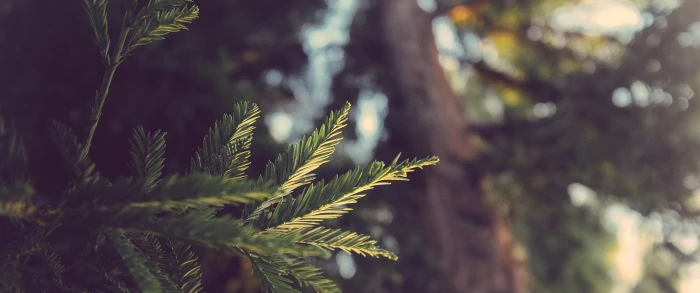 landscape nature photography ultrawide plant growth leaf 2k