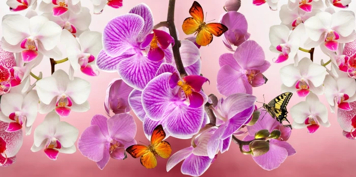 pink and white moth orchids flowers garden orquidea nature 2k