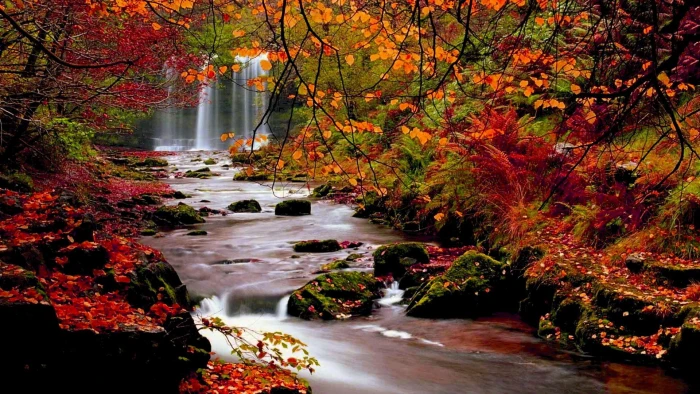 Autumn Trees Nature Landscape Leaf Leaves Desktop Background Images 2k