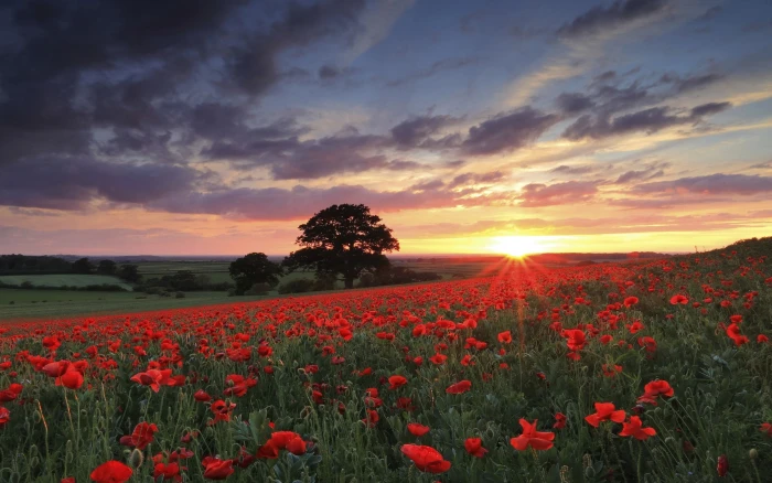 bed of red petaled flower nature landscape photography flowers 2k