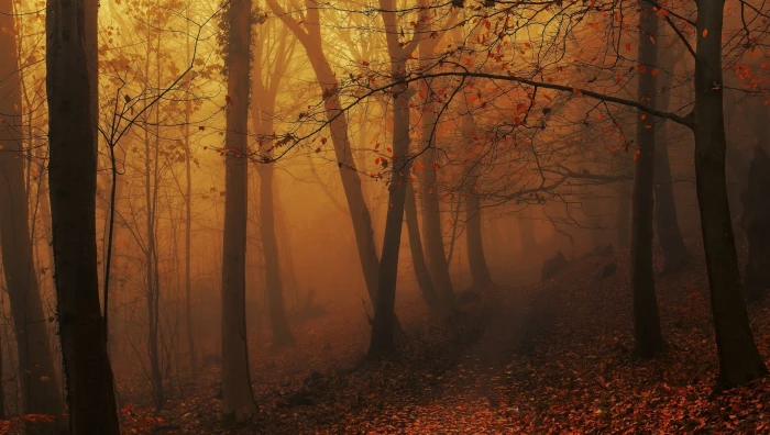 brown leafed trees wallpaper landscape nature forest mist 2k