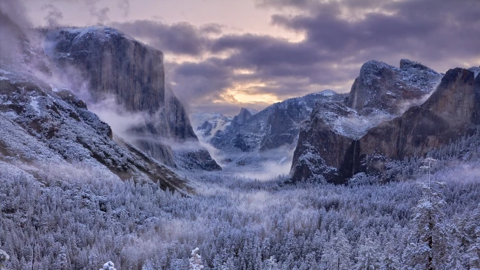 forest trees covered with snowfield photography of mountain and 2k