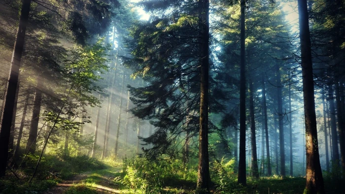 green forest landscape photography of a trees sun rays 2k