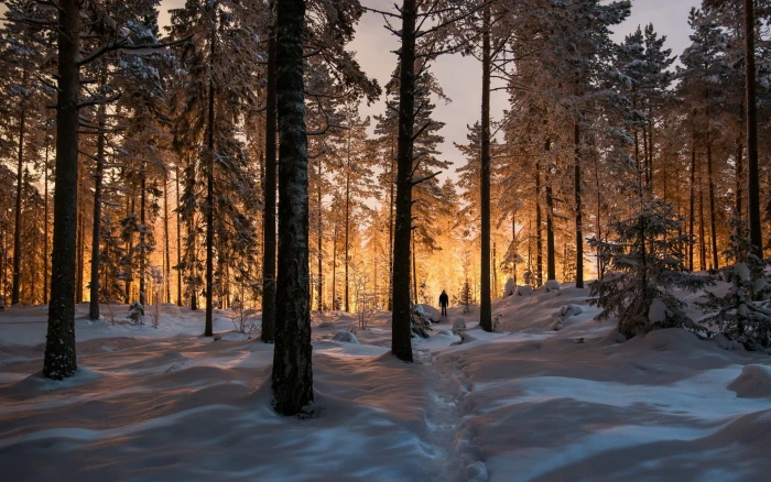 green leaf pine trees landscape nature winter forest sunlight 2k