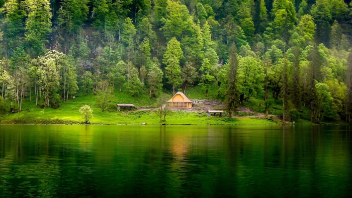 green leafed trees nature landscape lake forest grass mist 50 2k