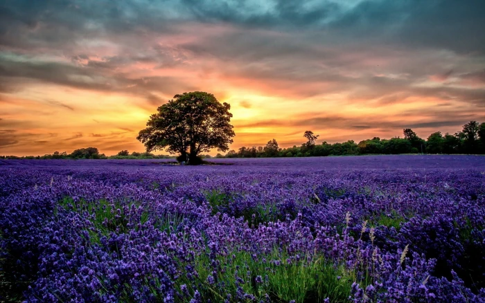lavender flower field nature landscape sunset beauty in 2k