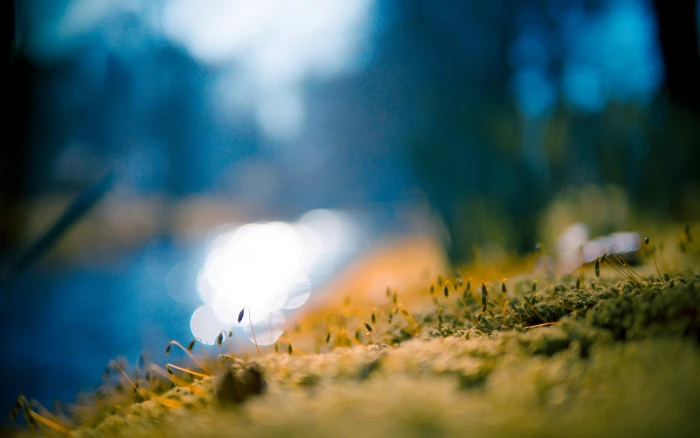 Moss Macro Blur HD nature 2k