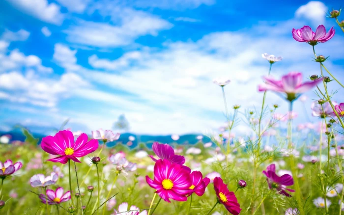 nature flowers Cosmos flower 2k