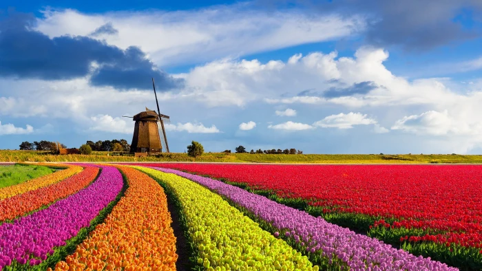 nature landscape windmill flowers clouds sky red 2k