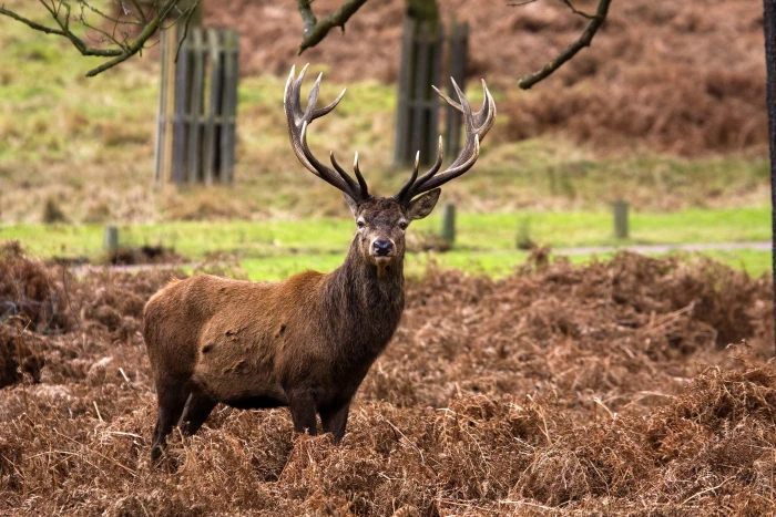 photography of brown deer red stag Richmond Park 2k