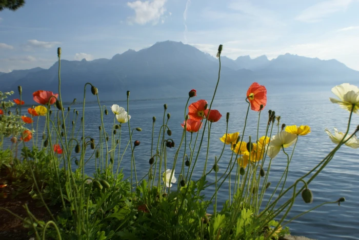 red yellow and white petaled flowers under body of water during daytime 2k