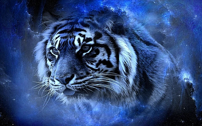 tiger beauty awesome blue cool gorgeous lovely nice HD animals 2k