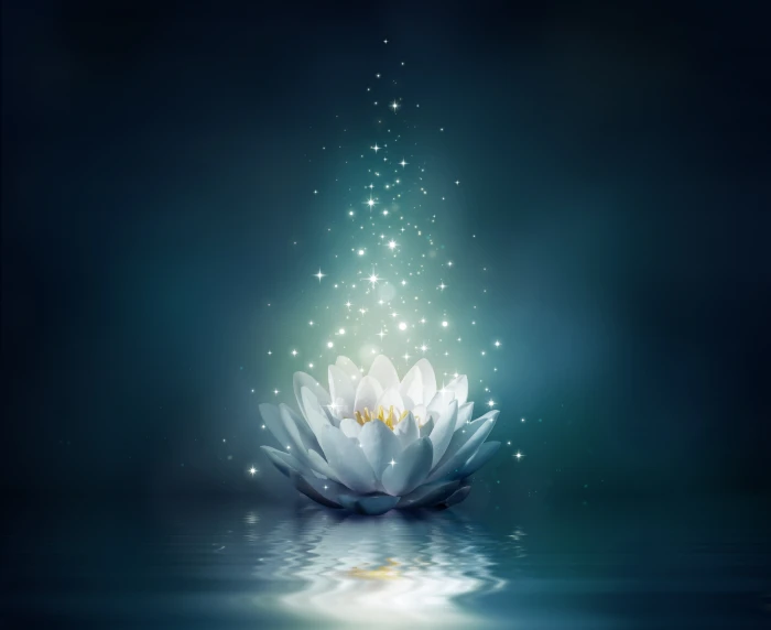 white lotus flower illustration water lights sparkle bloom 2k 4k 5k