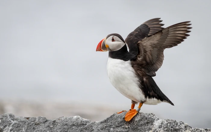 white black and orange bird on grey rock atlantic puffin 2k