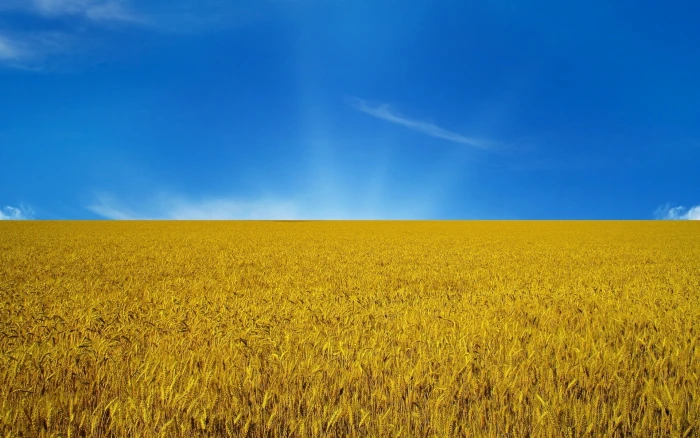 brown field under blue sky the flag Ukraine nature agriculture 2k