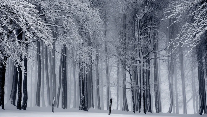 gray wooden trees nature landscape forest winter snow monochrome 2k