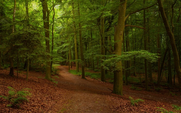 green forest pathway in nature landscape leaves summer 2k
