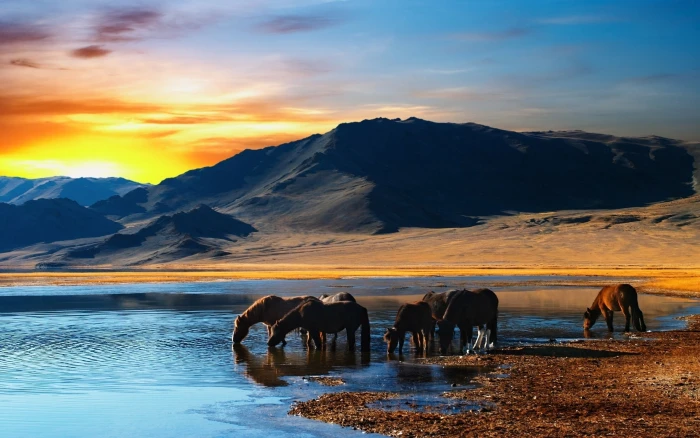 group of horse tabun mountains sunset beach water drink 2k