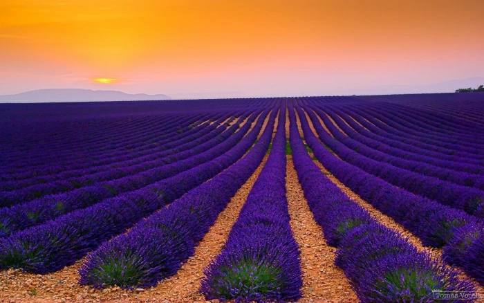 pc in nature purple beauty flower plant 2k