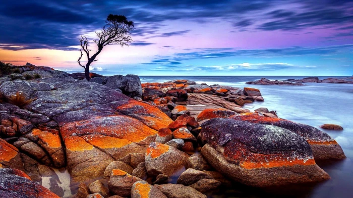 tasmania australia sea rock stones tree bay of fires 2k