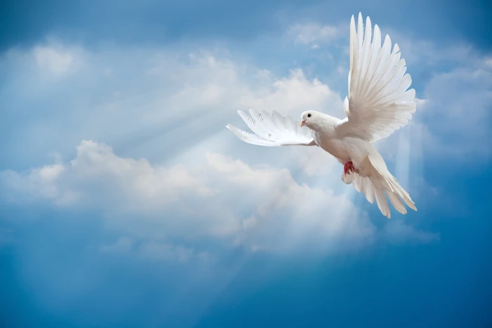 white dove the sky bird world peace rays of sun 2k 4k 5k