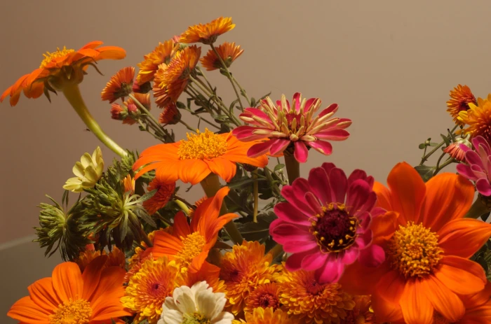 assorted petaled flowers fall nature yellow plant daisy 2k