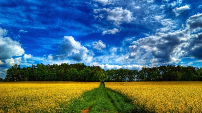 Beautiful scenery fields rape flowers trees blue sky and white clouds 2k