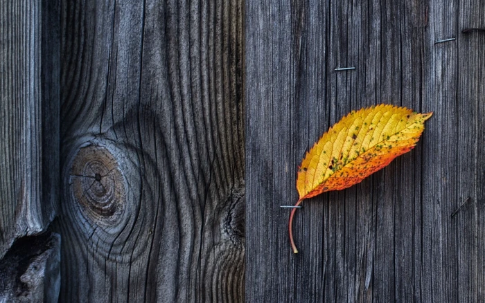 brown leaf nature wooden surface texture pattern fall leaves 2k