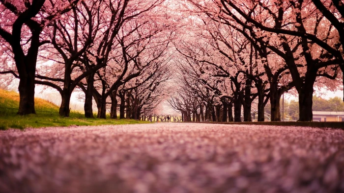 cherry blossom trees landscape path nature plant beauty in 2k
