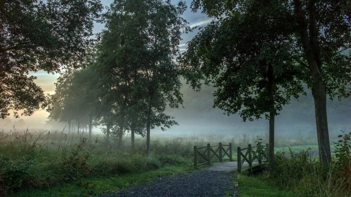 green leaf trees nature landscape forest mist morning path 2k