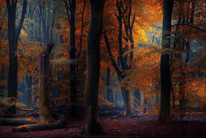 orange leaf tree forest digital wallpaper nature photography 2k