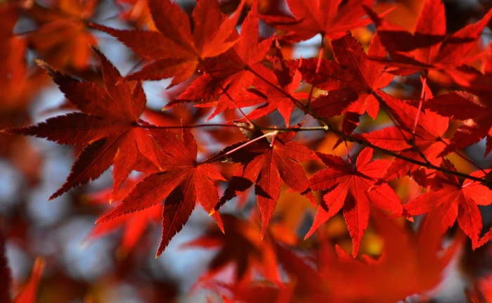 Red Japanese Maple Leaves red maple leaf Seasons Autumn Nature 2k