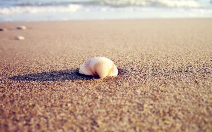 seashell sand beach nature 2k