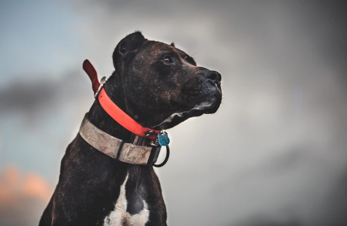 united states fort myers animal truck collar pit bull 2k 4k