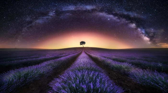 Flowers Lavender Field Landscape Lonely Tree Milky Way 2k