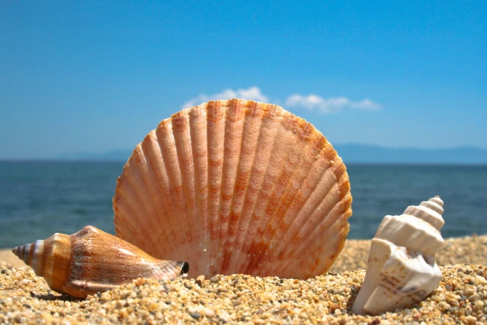 photograph of there sea shells on sand seashell beach blue 2k