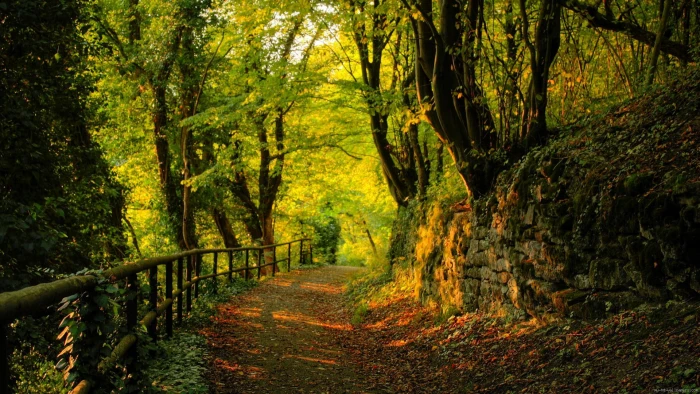 Forest path scenery of pathway on forest landscape autumn 2k