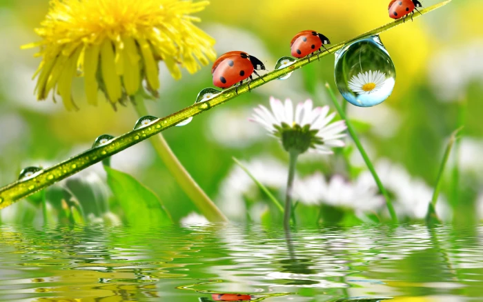 Nature Dandelion Chamomile Insect Ladybug Spring Rain Drops Water Desktop Hd Wallpapers For Mobile Phones And Computer 2k