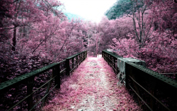 pink cherry blossom tree bridge nature path landscape infrared 2k