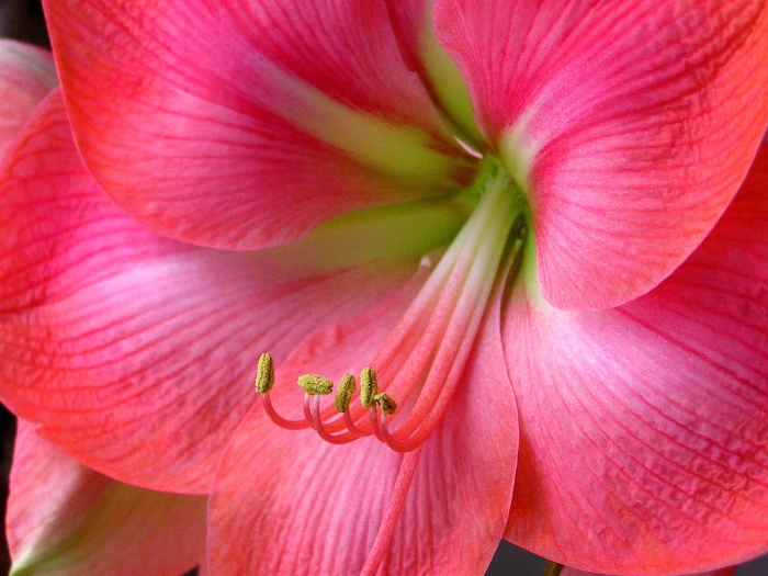 pink flower stamens macro curvy amaryllis nature plant 2k
