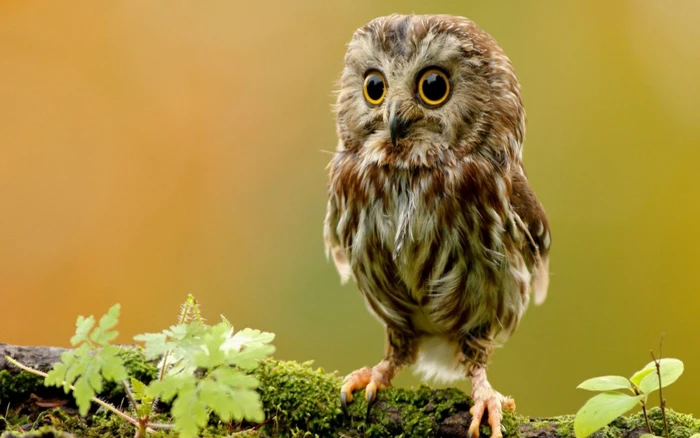 Small Owl Branch Desktop Wallpaper Hd For Mobile Phones And Laptops 2k 4k