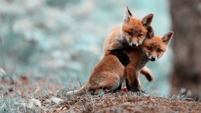 two orange foxes close up photography brown cubs 2k